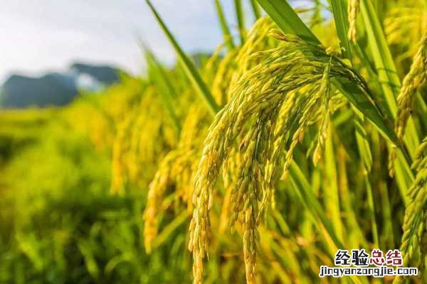 南方中稻什么时候收割，收获时间及方法