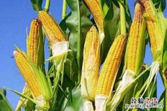 去掉玉米粒以后的玉米棒 怎样正确去掉多余的玉米棒