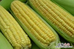 春玉米什么时候成熟，收割时间是几月份