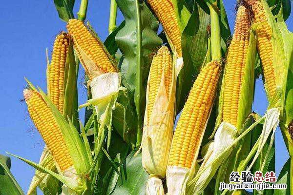 春玉米什么时候成熟，收割时间是几月份