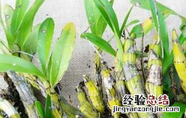 短棒石斛能食用吗百度百科 短棒石斛能食用吗