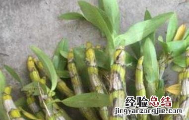 短棒石斛能食用吗百度百科 短棒石斛能食用吗