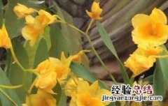 短棒石斛有什么功效 短棒石斛的功效与作用