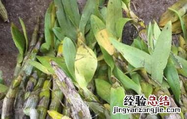 短棒石斛有什么功效 短棒石斛的功效与作用