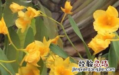 短棒石斛有什么功效 短棒石斛的功效与作用