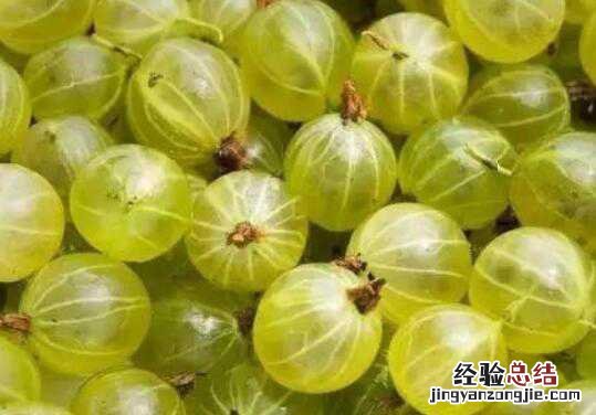 灯笼果和鹅莓的区别 鹅莓是什么