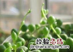 养殖佛珠吊兰要注意什么细节 养殖佛珠吊兰要注意什么