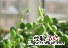养殖佛珠吊兰要注意什么细节 养殖佛珠吊兰要注意什么