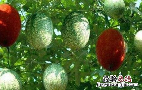 瓜蒌的功效与作用 瓜蒌的功效与作用点的功效