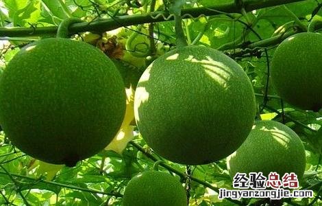 瓜蒌的功效与作用 瓜蒌的功效与作用点的功效