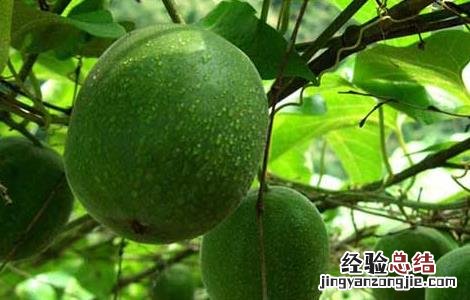 罗汉果的功效与禁忌 罗汉果的功效与禁忌怎么泡水效与禁忌