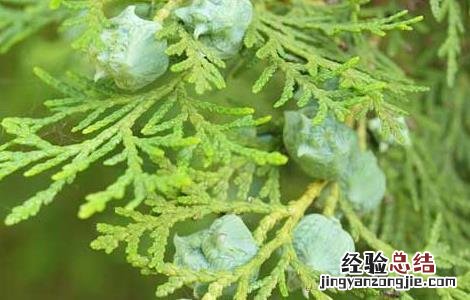 柏树果的功效与作用 柏树果的功效与作用图片