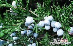 柏树果的功效与作用 柏树果的功效与作用图片