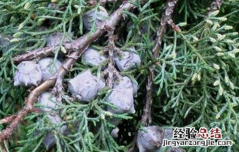 柏树果的功效与作用 柏树果的功效与作用图片