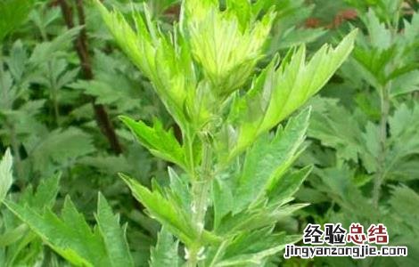 艾草泡脚的功效和禁忌 艾草泡脚的功效及禁忌