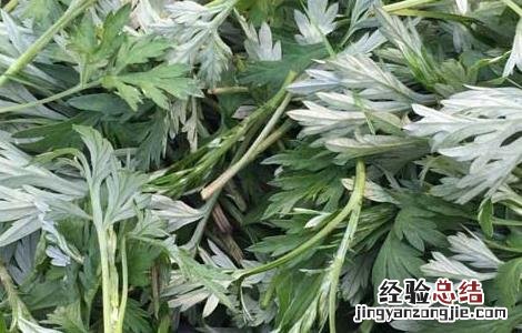 艾草泡脚的功效和禁忌 艾草泡脚的功效及禁忌