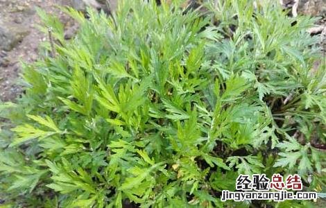 艾草泡脚的功效和禁忌 艾草泡脚的功效及禁忌