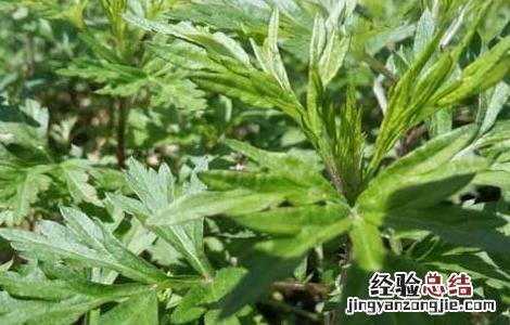 艾草泡脚的功效和禁忌 艾草泡脚的功效及禁忌
