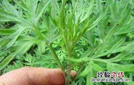 艾草泡脚可以减肥吗