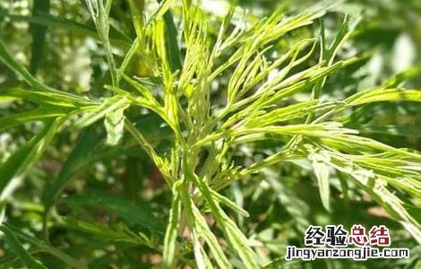 艾草泡脚可以减肥吗