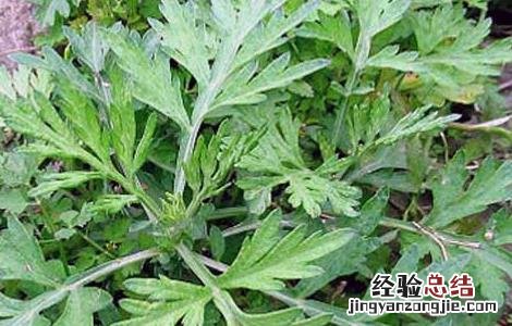 艾草泡脚可以减肥吗