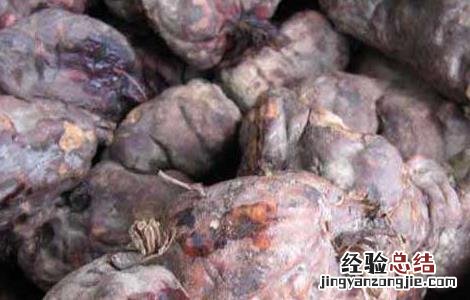 何首乌泡水喝的功效及禁忌 何首乌泡水喝的功效及禁忌症