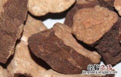 何首乌泡水喝的功效及禁忌 何首乌泡水喝的功效及禁忌症