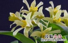 虎牙石斛的吃法 虎牙石斛怎样吃