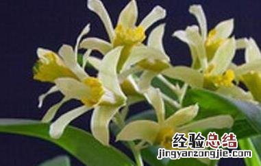 虎牙石斛的吃法 虎牙石斛怎样吃