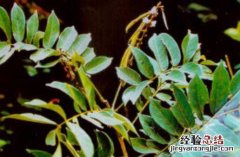 相思藤的功效与作用，相思藤的副作用