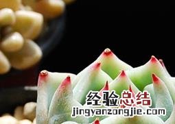 吉娃娃修根后需要另换一盆吗 吉娃娃修根后需要另换一盆吗视频