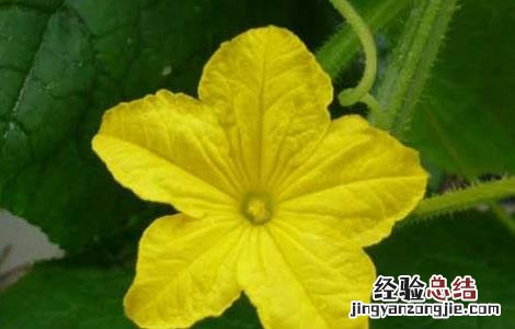 丝瓜花的功效与作用是什么 丝瓜花的功效与作用