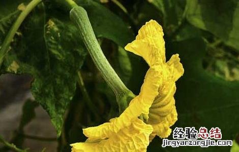 丝瓜花的功效与作用是什么 丝瓜花的功效与作用