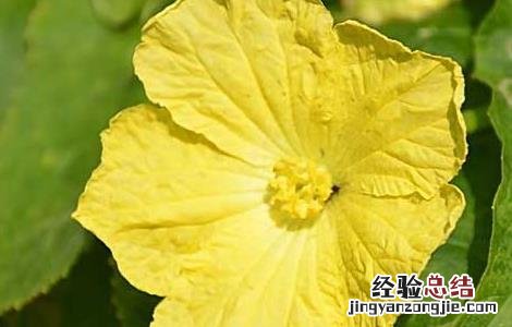 丝瓜花的功效与作用是什么 丝瓜花的功效与作用