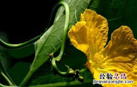 丝瓜花的功效与作用是什么 丝瓜花的功效与作用