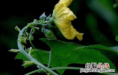 丝瓜花的功效与作用是什么 丝瓜花的功效与作用