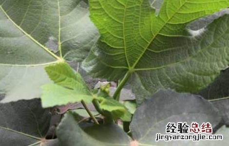 无花果叶的功效与作用及禁忌 无花果叶的功效与作用