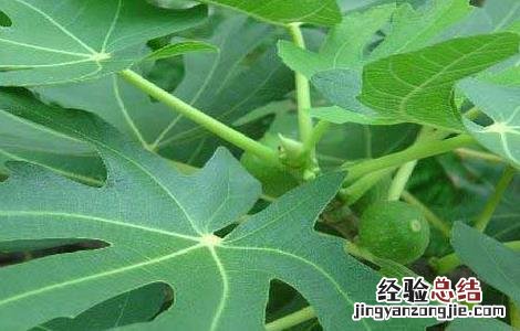 无花果叶的功效与作用及禁忌 无花果叶的功效与作用