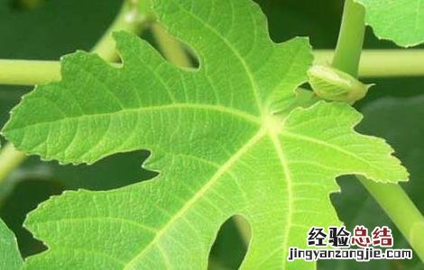 无花果叶的功效与作用及禁忌 无花果叶的功效与作用