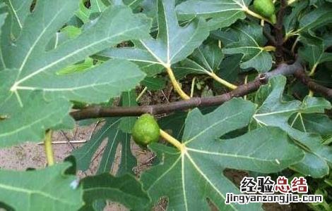 无花果叶的功效与作用及禁忌 无花果叶的功效与作用