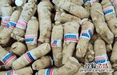 西洋参补气效果好吗 西洋参补气好还是人参补气好