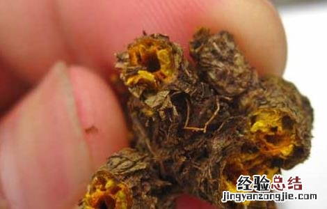 黄连泡水喝有什么好处 乌梅与黄连泡水喝有什么好处