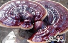紫灵芝的功效与作用及食用方法 灵芝紫芝的功效与作用