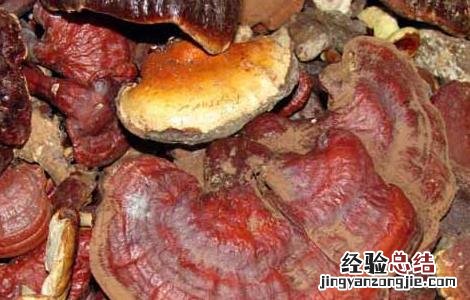 紫灵芝的功效与作用及食用方法 灵芝紫芝的功效与作用