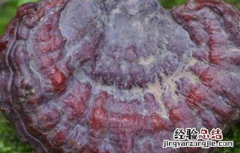 紫灵芝的功效与作用及食用方法 灵芝紫芝的功效与作用