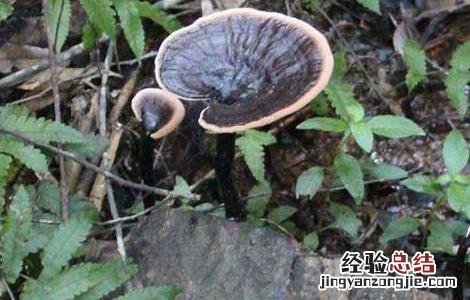 紫灵芝的功效与作用及食用方法 灵芝紫芝的功效与作用