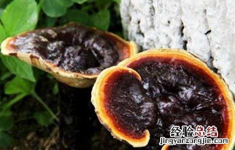 紫灵芝的功效与作用及食用方法 灵芝紫芝的功效与作用