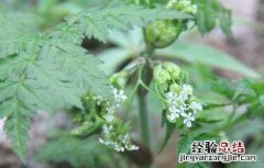 野芹菜的功效与作用禁忌水沟边长的 野芹菜的功效与作用