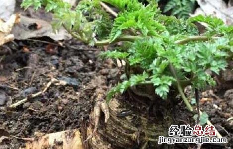 野芹菜的功效与作用禁忌水沟边长的 野芹菜的功效与作用