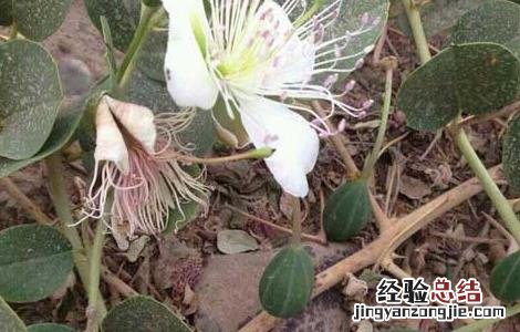 野西瓜的功效与作用 野西瓜的功效与作用及用量